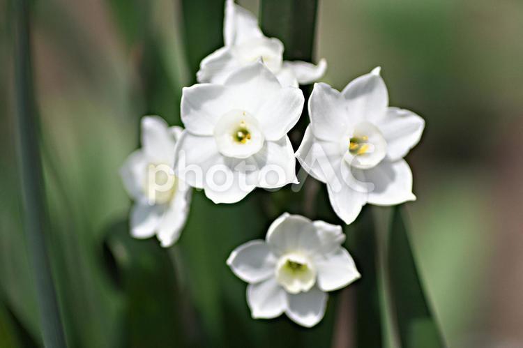 純白の推薦 つぼみ,クローズアップ,コピースペースの写真素材