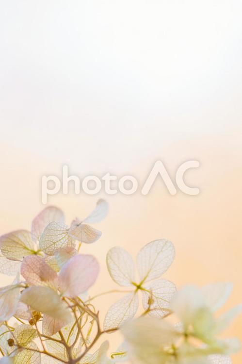 プリザード　アジサイ アジサイ,プリザード,アンティークカラーの写真素材