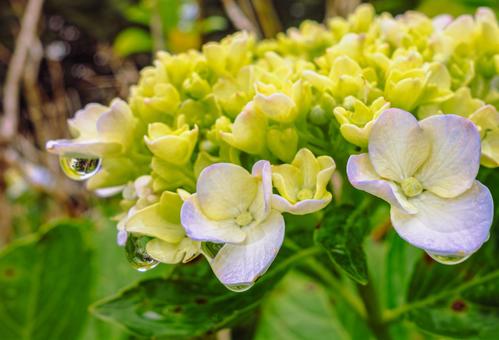 華麗なアジサイの花35 華麗なアジサイの花35の写真