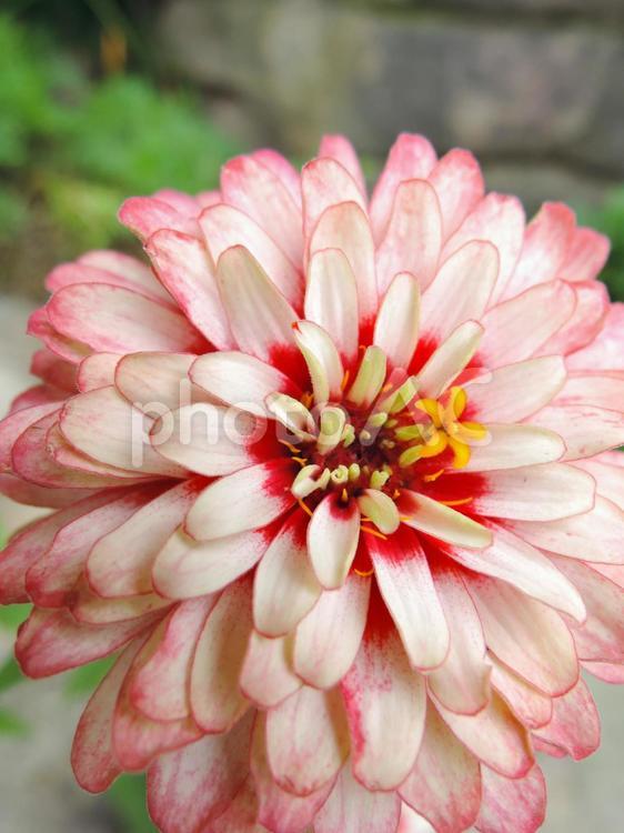 ピンクの花　9月撮影 花,花素材,イメージの写真素材