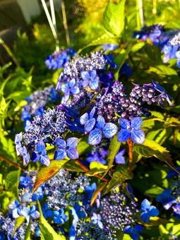 紫陽花 紫陽花の写真
