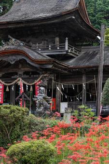 山口県　鰐鳴八幡宮の彼岸花の写真