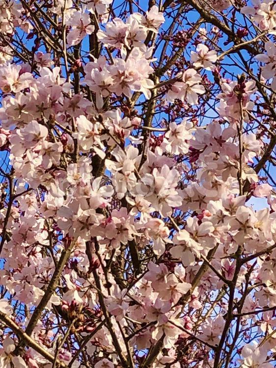 桜の木と青空 桜,木,桜の木の写真素材