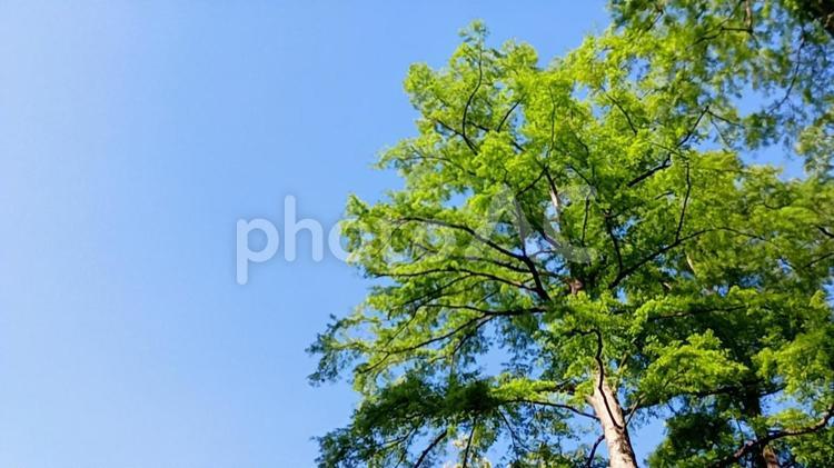 ５月の風景 3 ５月,自然,緑の写真素材