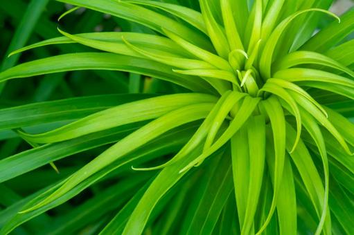 ライトグリーンの雑草 ライトグリーンの雑草の写真