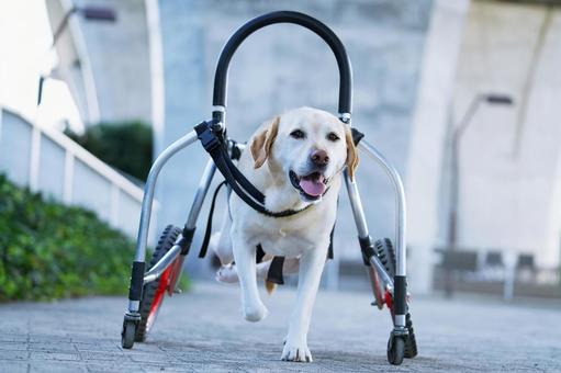 Walking in a wheelchair (Labrador), JPG