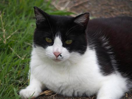 A brown-haired cat on the riverbank ready to go①, JPG