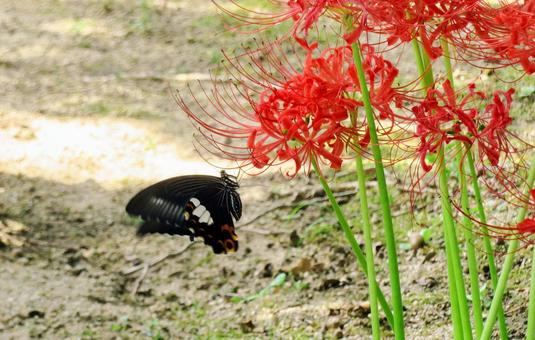 彼岸花とモンキアゲハ 彼岸花とモンキアゲハの写真