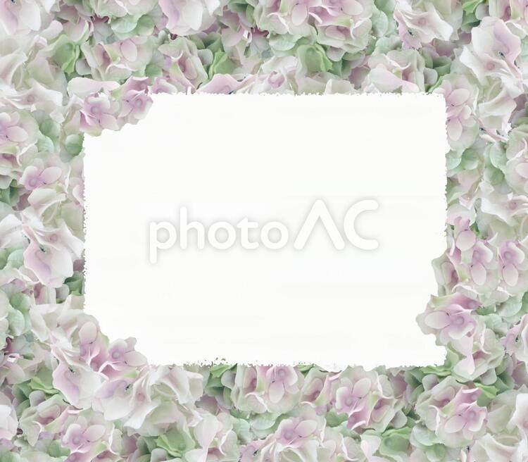 アジサイのフレーム６ アジサイ,花,背景の写真素材