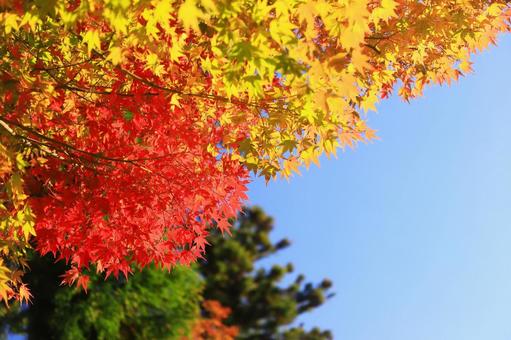 赤色と黄色に染まる秋の紅葉と空 紅葉,秋,もみじの写真素材