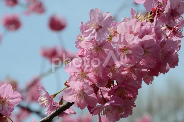 桜　花びら　花見　春　新生活　素材　背景 桜,花びら,花見の写真素材