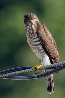 電線でくつろぐツミの幼鳥 ツミ,雀鷹,タカの写真素材