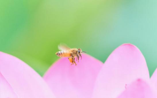 有料級ミツバチの飛翔ピンク色の蓮の花 有料級ミツバチの飛翔ピンク色の蓮の花の写真