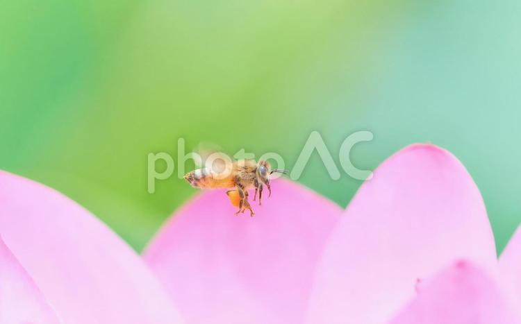 有料級ミツバチの飛翔ピンク色の蓮の花 ミツバチ,蓮の花,ピンク色の写真素材