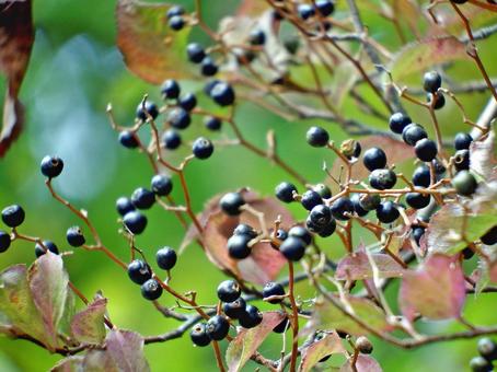 タンナサワフタギの果実 タンナサワフタギ,実,果実の写真素材