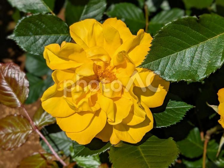 陽だまりの贈りもの 野毛山公園,バラ,黄色のバラの写真素材