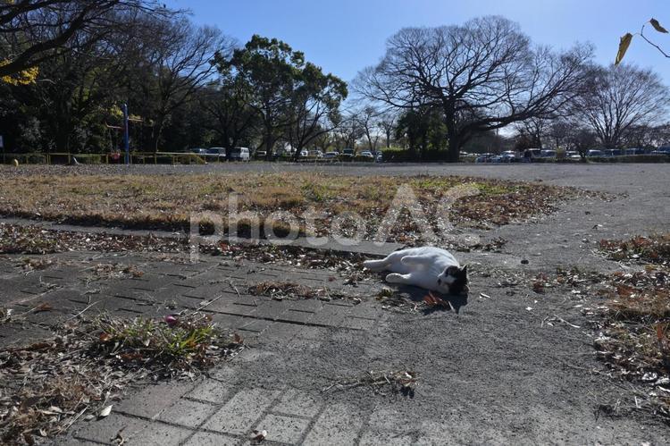 公園の野良猫⑨ ねこ,野良猫,白の写真素材