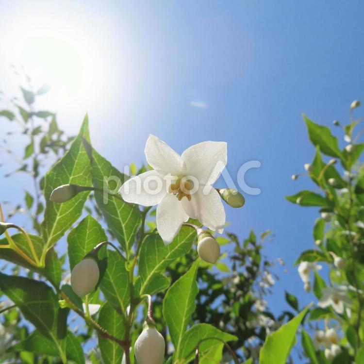 エゴノキ（エゴの木） エゴノキ,エゴの木,花の写真素材