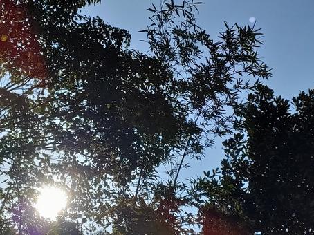 8時半　10月末　庭木の隙間からの朝日の写真