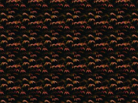 紅葉の壁紙 紅葉の壁紙の写真