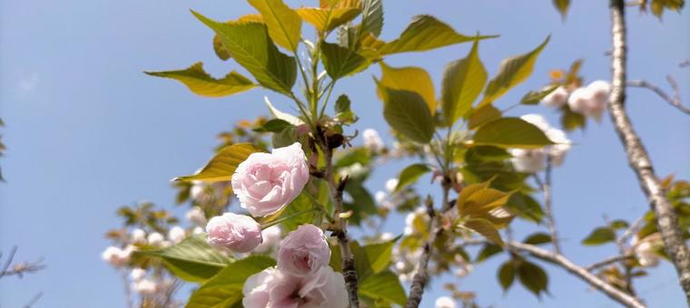 八重桜と青空 八重桜と青空の写真
