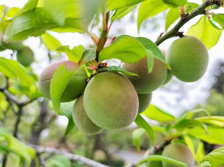 偕楽園公園の猩猩梅林 色付き始めた梅の実 偕楽園公園の猩猩梅林 色付き始めた梅の実 偕楽園公園,常磐公園,梅の実の写真素材