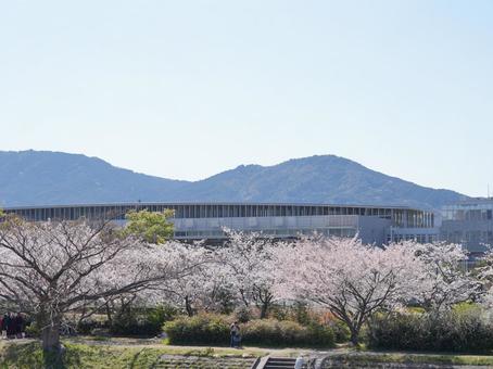 桜に包まれた近代建築と春の山景 桜,春,近代建築の写真素材