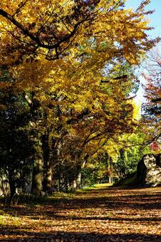 晩秋の公園を彩るイチョウの並木道 イチョウ,銀杏,葉の写真素材