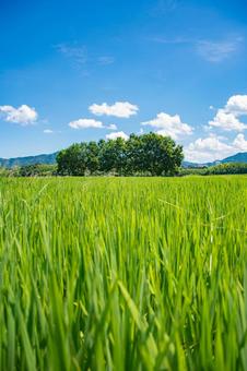 夏の田んぼから眺める風景 夏の田んぼから眺める風景の写真