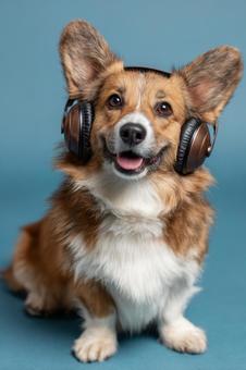 ヘッドホンをつけて座る可愛いコーギー犬 ヘッドホンをつけて座る可愛いコーギー犬の写真