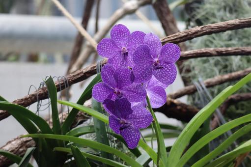 紫色の花びらのバンダの花のアップ 紫色,花びら,バンダの写真素材