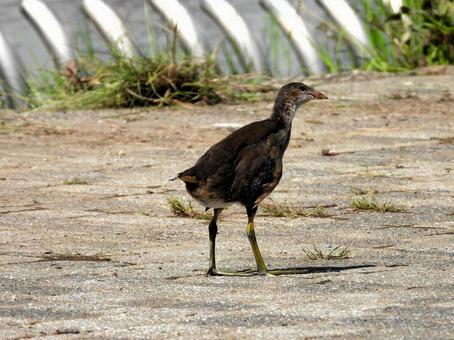 バン 幼鳥4 バン 幼鳥4 バン,鳥,鳥類の写真素材