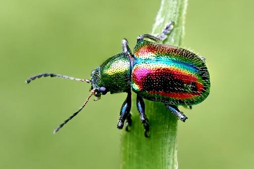 アカガネサルハムシ アカガネサルハムシ,ハムシ,甲虫の写真素材