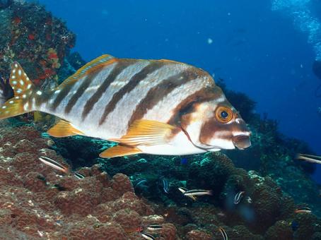 タカノハダイ タカノハダイ タカノハダイ,魚,伊豆大島の写真素材