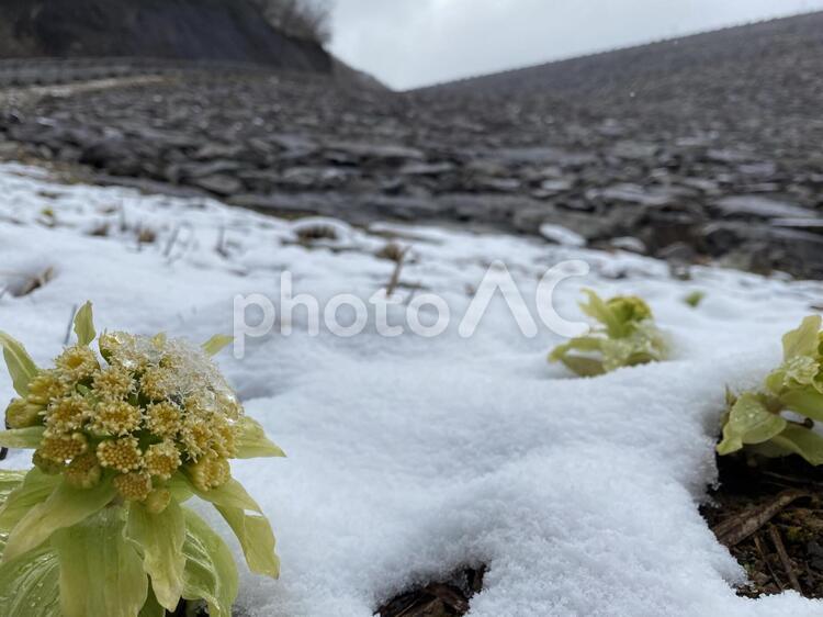 寒さに耐えられる小花の堂々 雪,冬,何人もありませんの写真素材