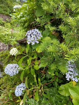 紫陽花 紫陽花 花,紫陽花,あじさいの写真素材