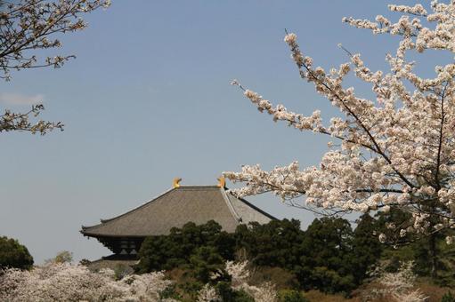 Photo, great buddha, cherry blossoms, nara city, 