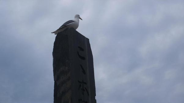 海鳥 海鳥の写真