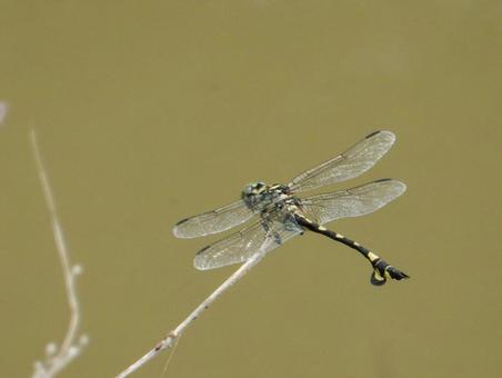 【昆虫写真】ウチワヤンマ(団扇蜻蜒) 【昆虫写真】ウチワヤンマ(団扇蜻蜒)の写真