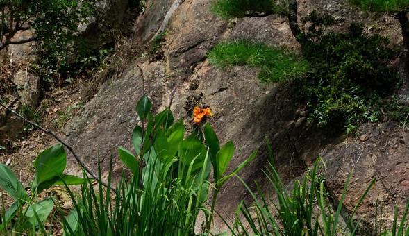 いわば近くのオレンジの花 いわば近くのオレンジの花の写真