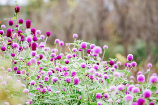 千日紅 千日紅 センニチコウ,風景,自然の写真素材
