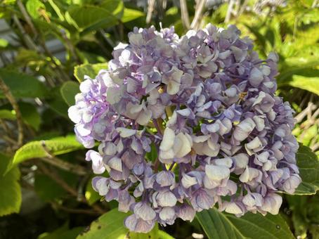梅雨明け、初夏の紫陽花 6月,7月,初夏の写真素材