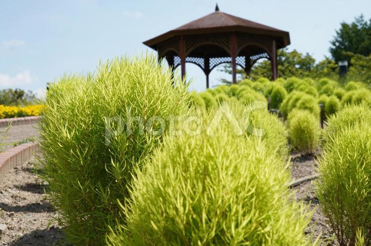 公園のコキア畑 コキア,緑色,草木の写真素材