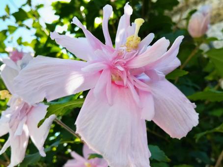 A typical flowering tree that brightens up midsummer, JPG A typical flowering tree that brightens up midsummer, JPG