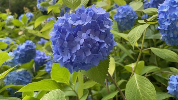 紫陽花 紫陽花 紫陽花,自然,梅雨の写真素材