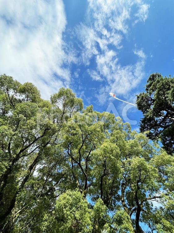 空と森の木々 空,木,自然の写真素材