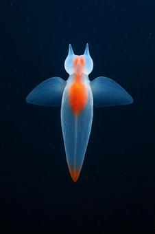 クリオネ:黒背景に浮かぶ流氷の天使 クリオネ:黒背景に浮かぶ流氷の天使の写真