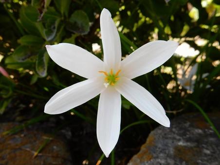 【花の写真】 タマスダレ(玉簾) 【花の写真】 タマスダレ(玉簾)の写真
