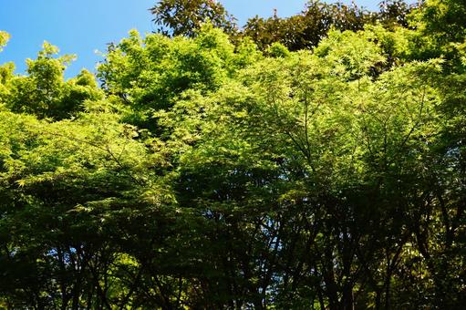 青空ともみじの木 青空ともみじの木 紅葉,もみじ,緑のもみじの写真素材