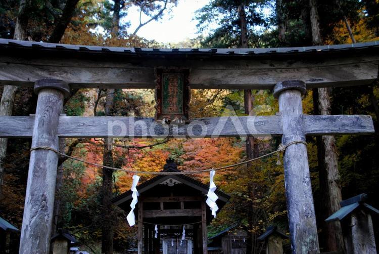 上田市信州の鎌倉塩野神社の紅葉 信州,上田市,塩野神社の写真素材